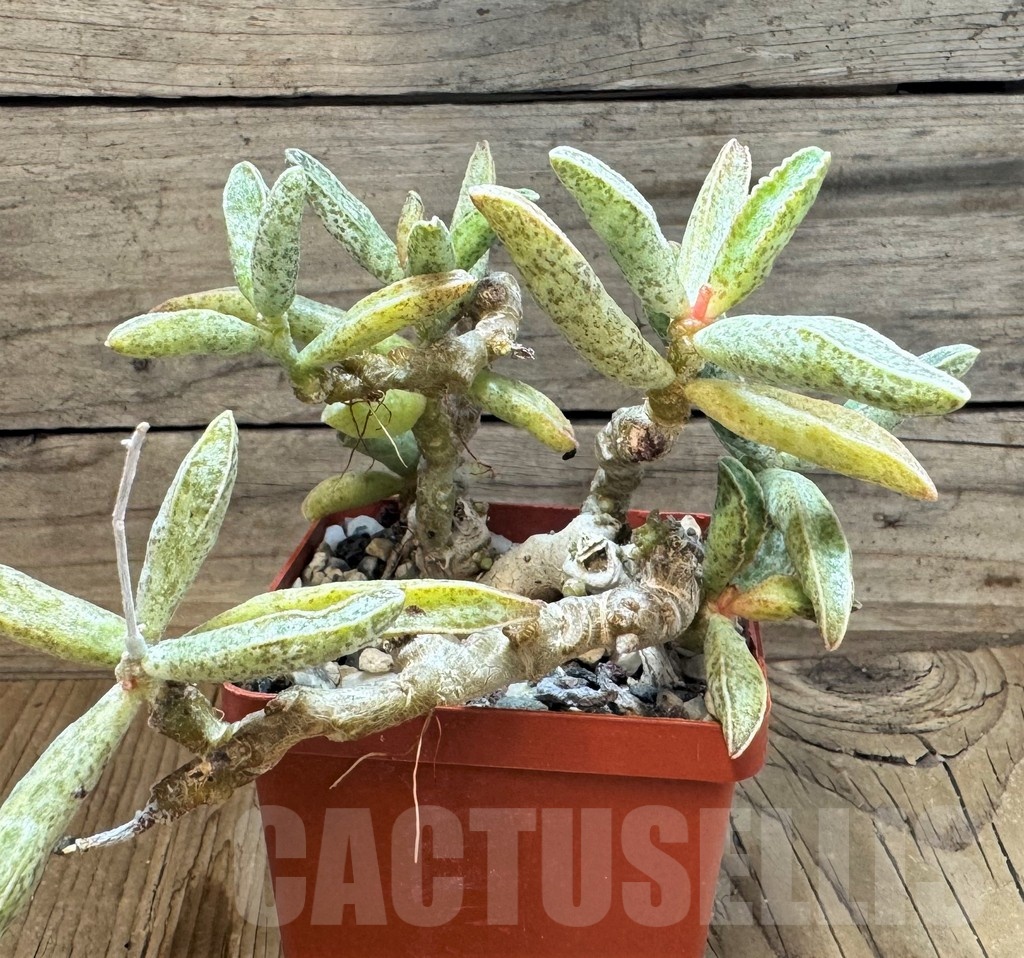 SH24837 Adromischus marianae - Image 2