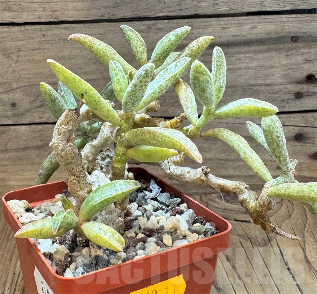 SH24837 Adromischus marianae - Image 3