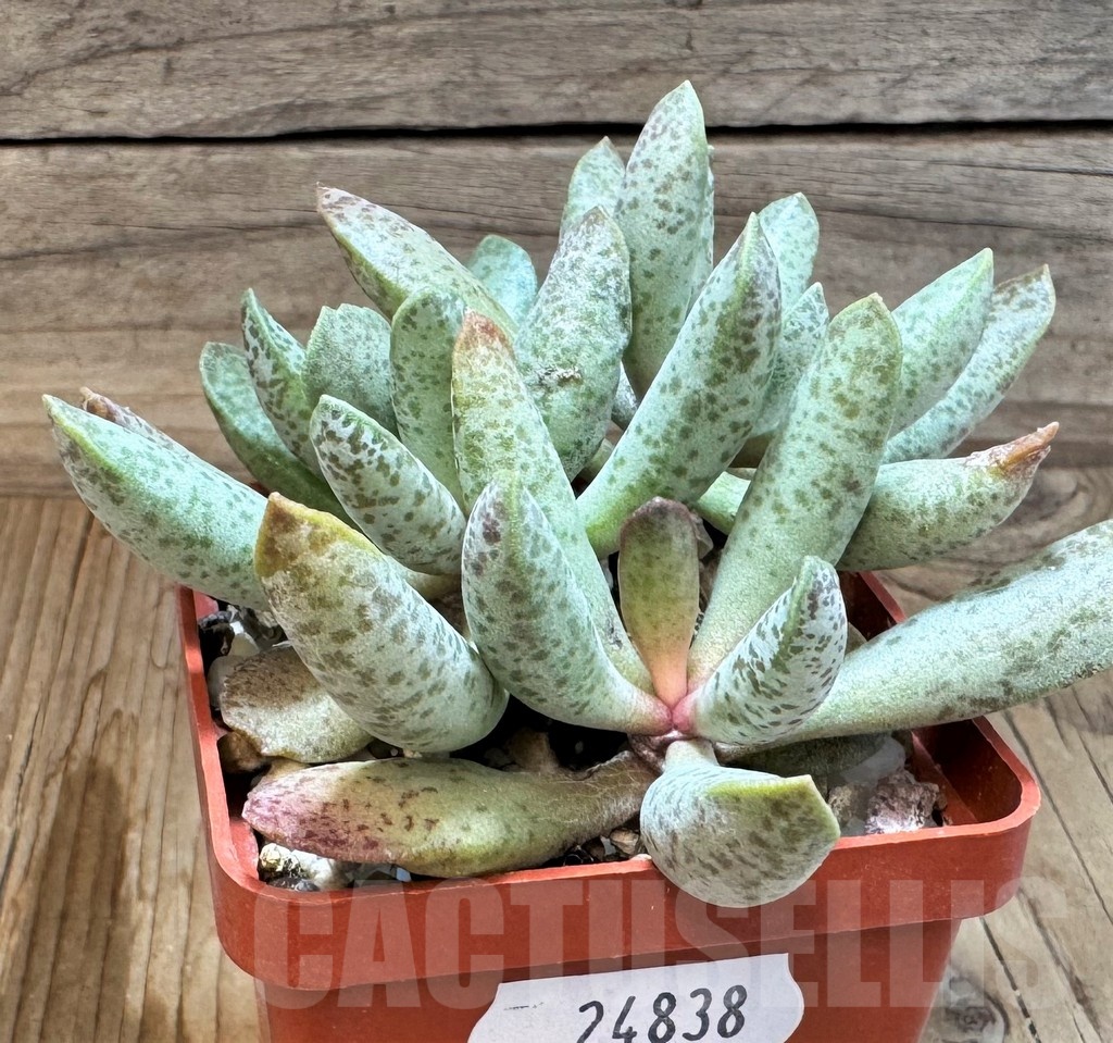 SH24838 Adromischus mammillaris PUB 2119 - Image 2