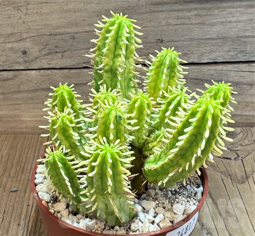 SH24817 Euphorbia aggregata f. variegata - Image 2
