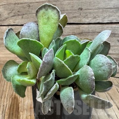 SH24839 Adromischus cristatus