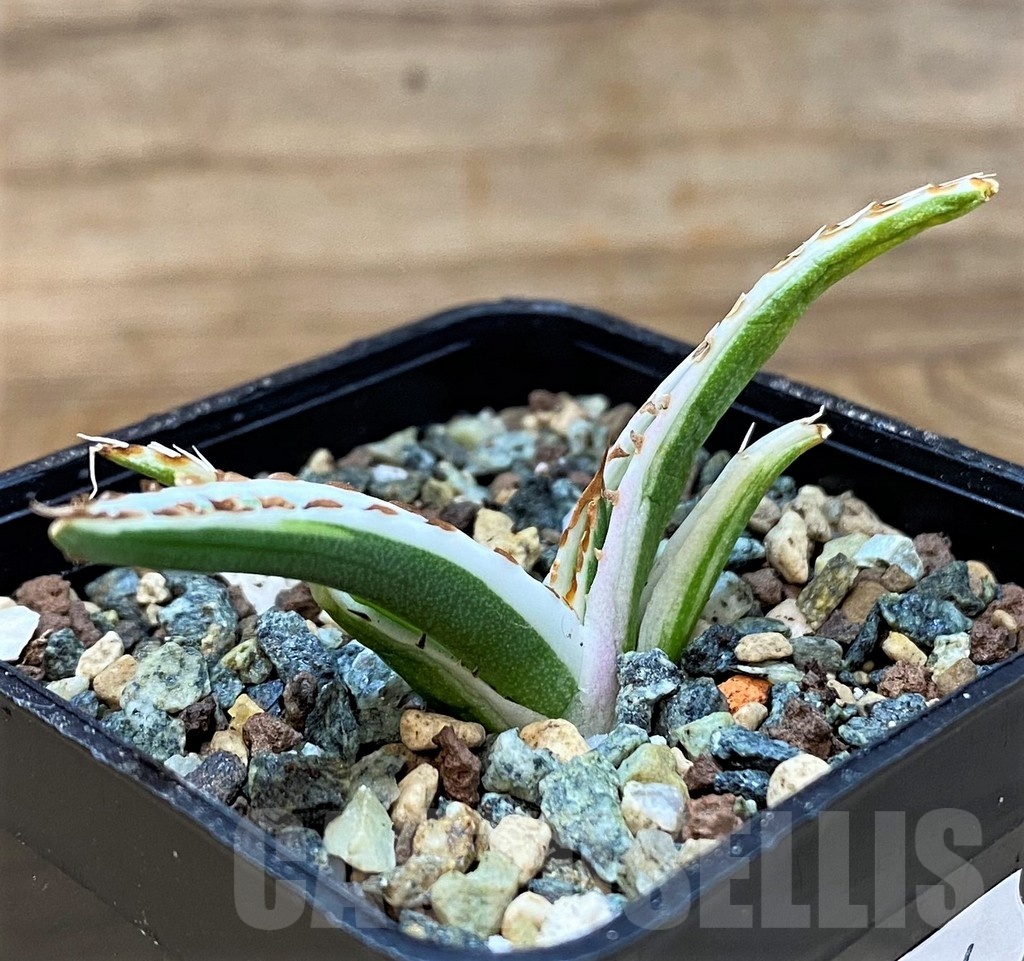 SH24714 Agave victoriae-reginae 'White Rhino' - Image 2