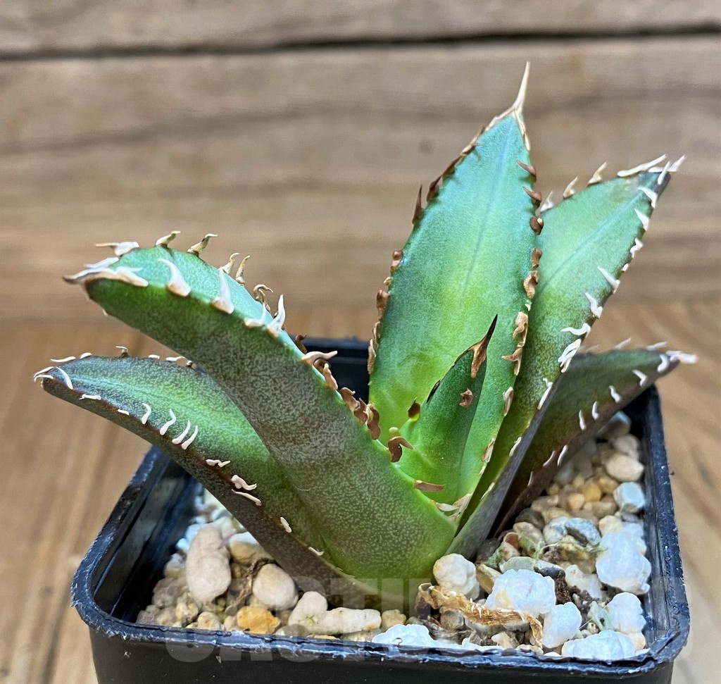 SH24716 Agave titanota 'Red Catweazle' - Image 2