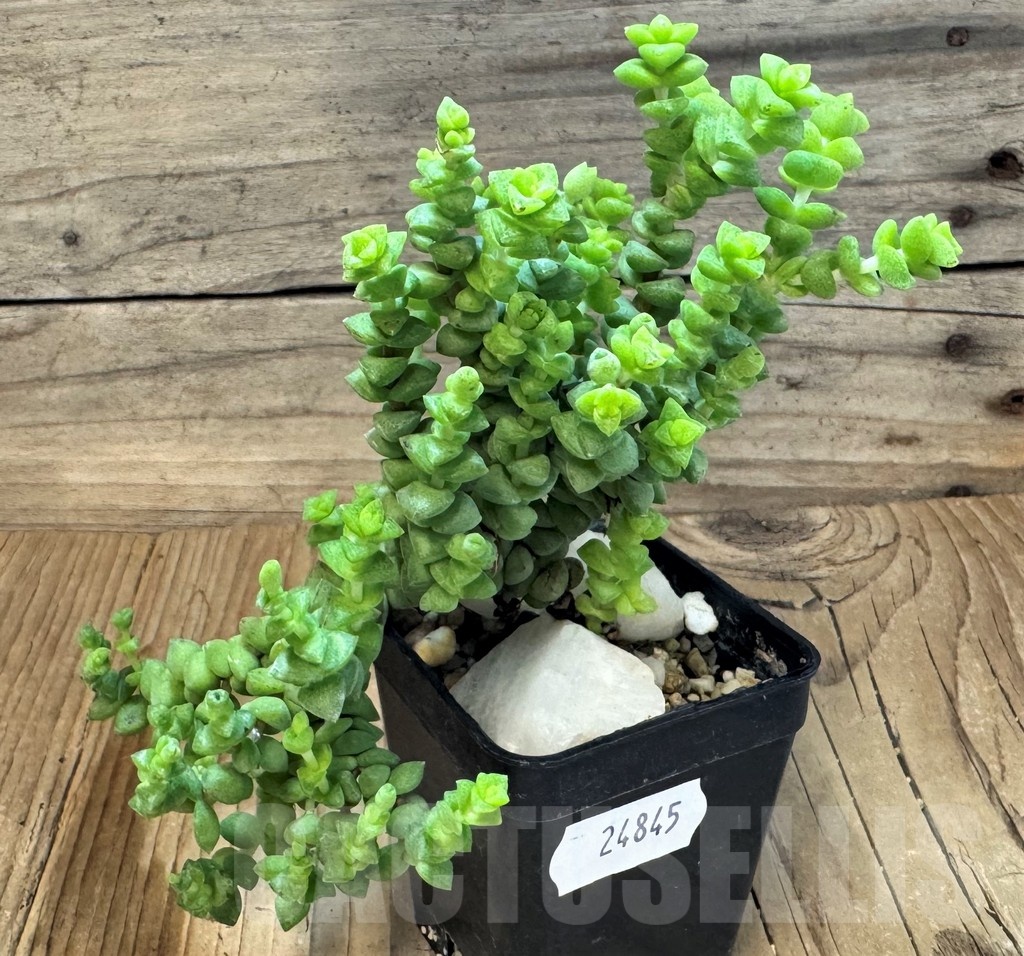 SH24845 Crassula brevifolia - Image 2