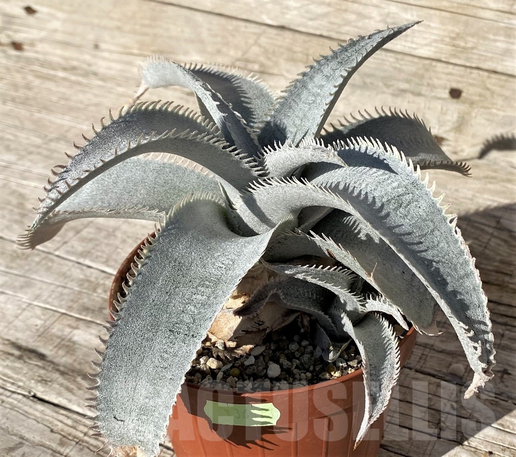 SH24914 Dyckia marnier-lapostollei ‘Pink Spine’ - Image 3
