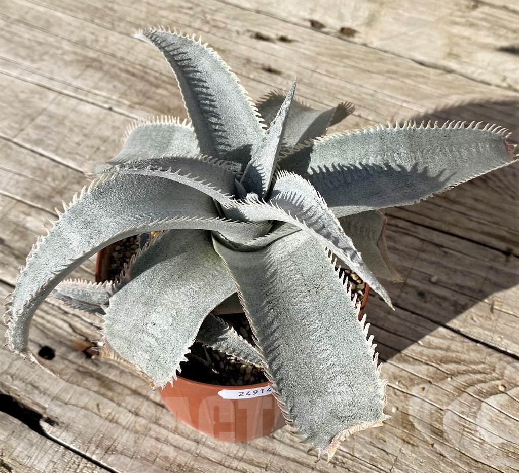 SH24914 Dyckia marnier-lapostollei ‘Pink Spine’ - Image 2