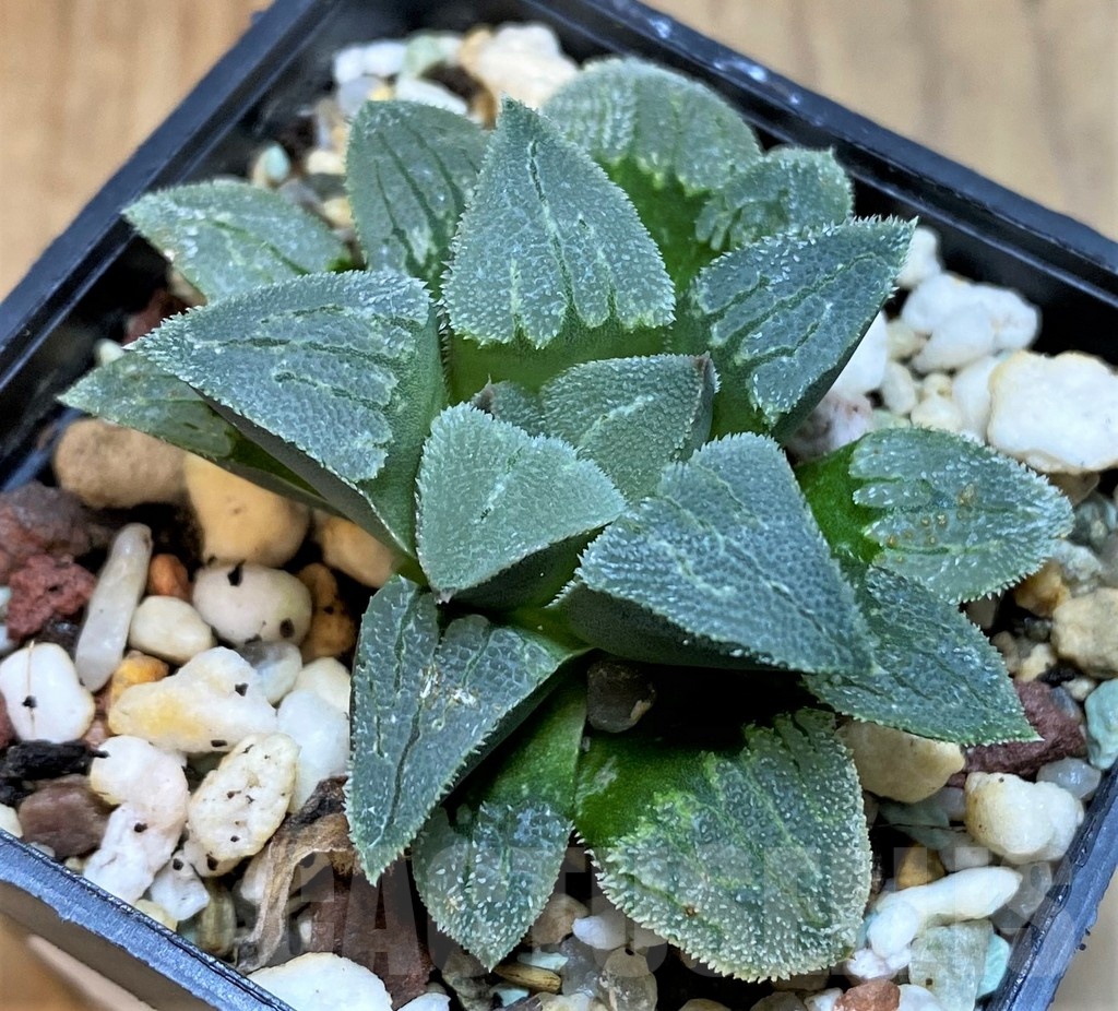 SH24915 Haworthia pygmaea hybrid -Japan- - Image 2
