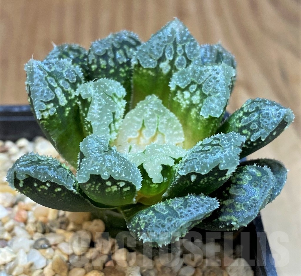SH24916 Haworthia 'Gorbi' hybrid F2 - Image 2