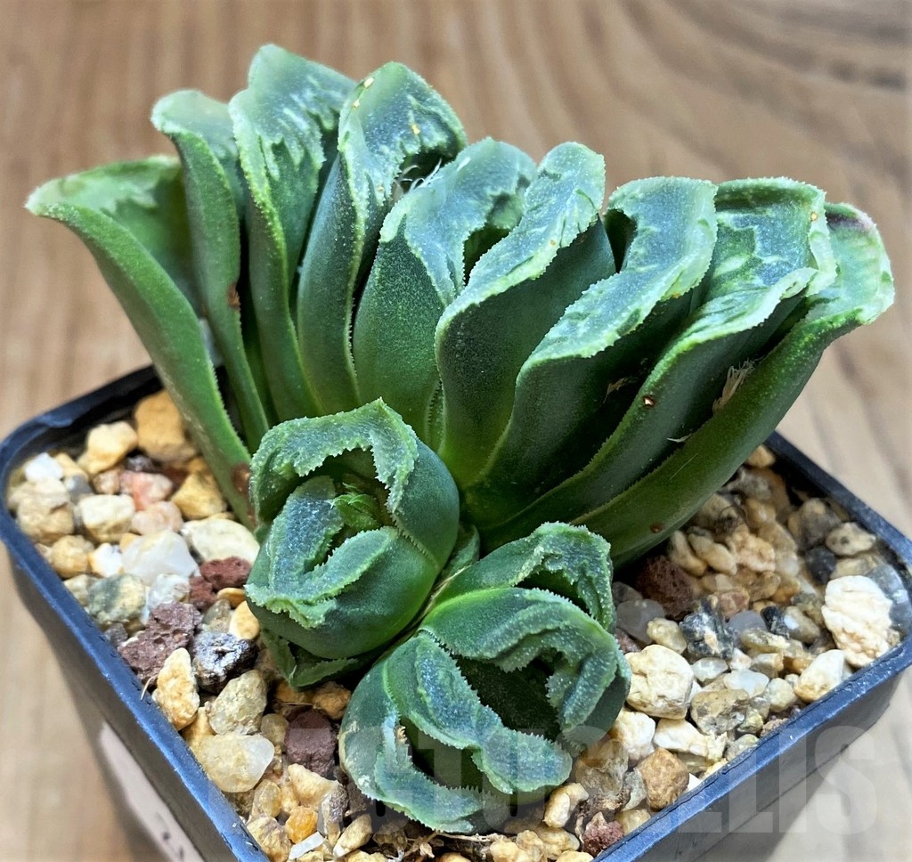 SH24917 Haworthia truncata x splendens Japan - Image 2