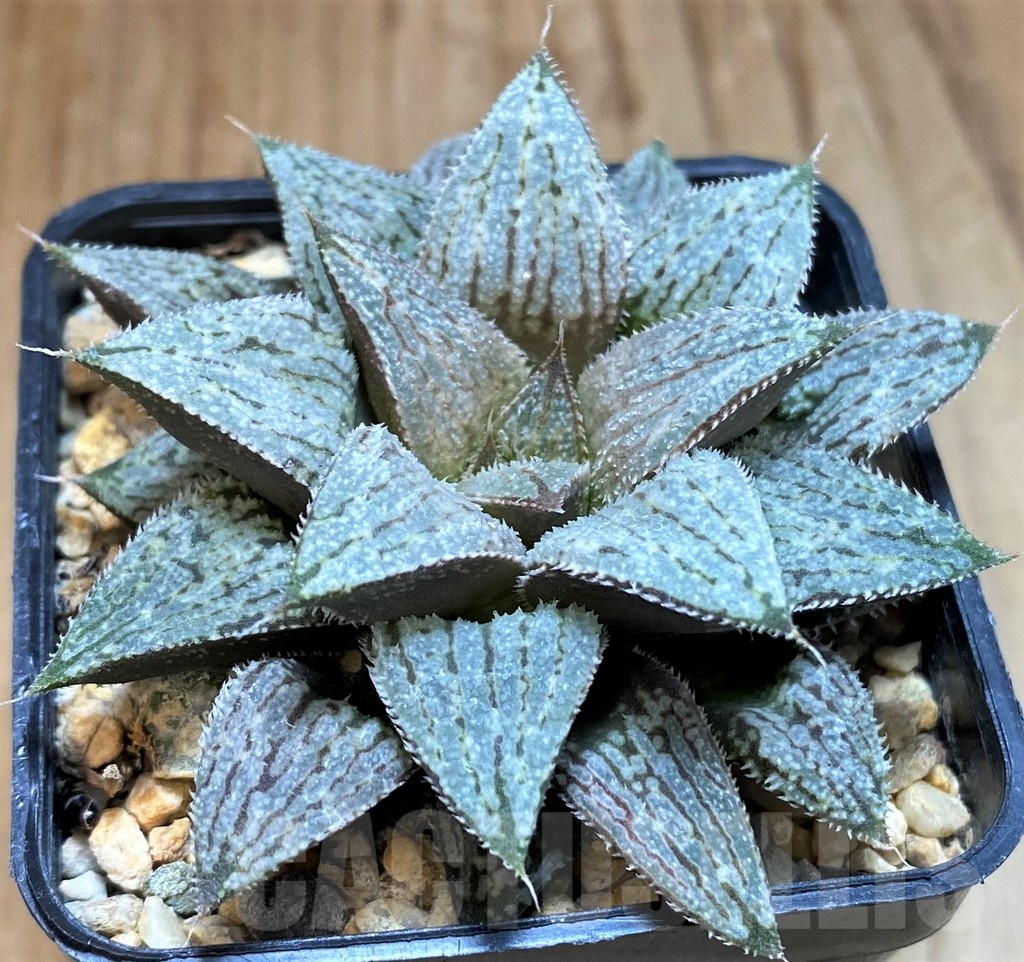 SH24918 Haworthia ‘Snow Ball’ - Image 2