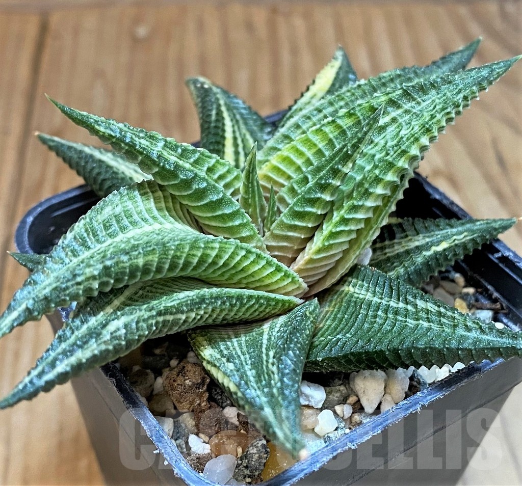 SH24920 Haworthia limifolia f. variegata - Image 2