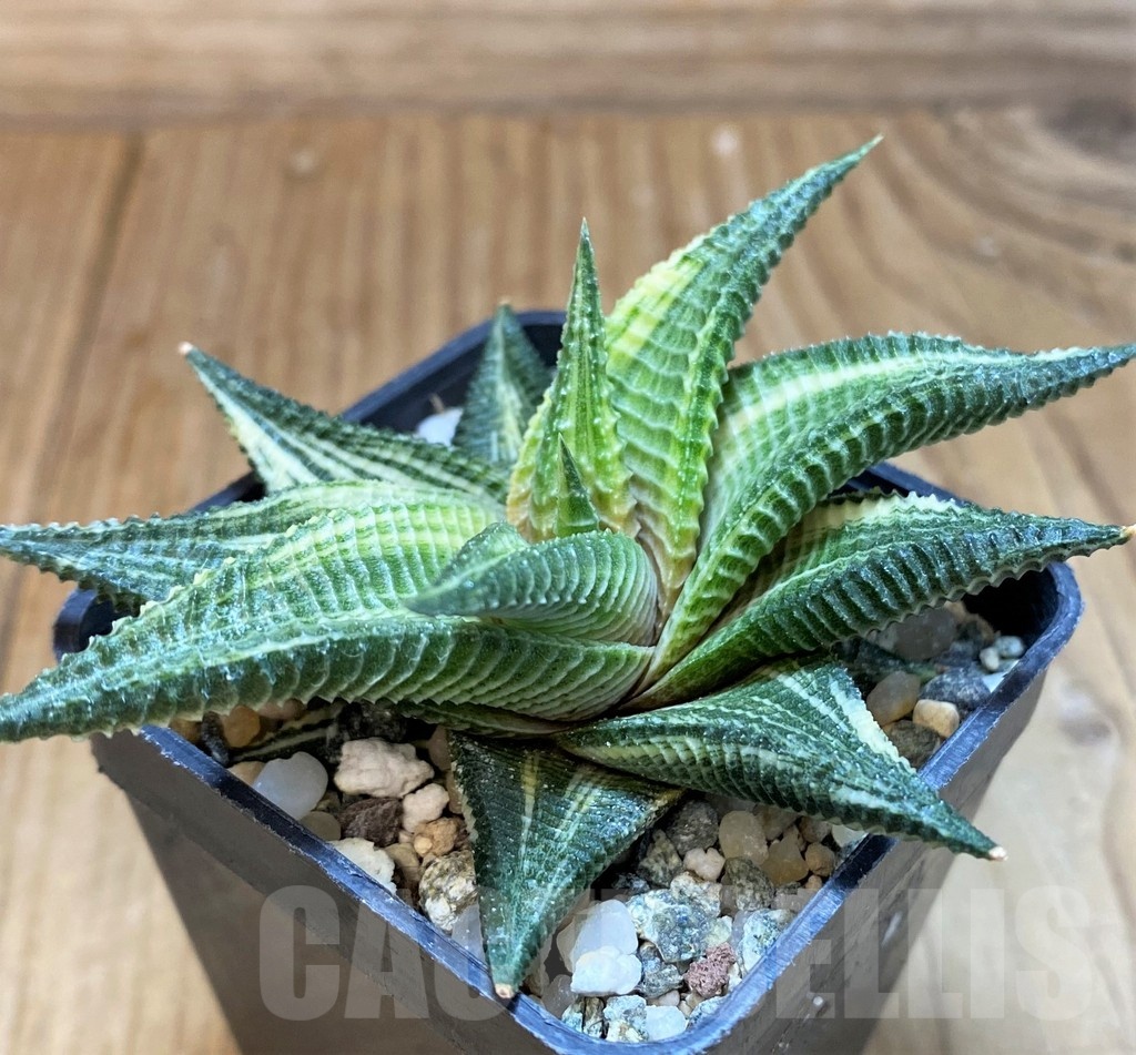 SH24921 Haworthia limifolia f. variegata - Image 2