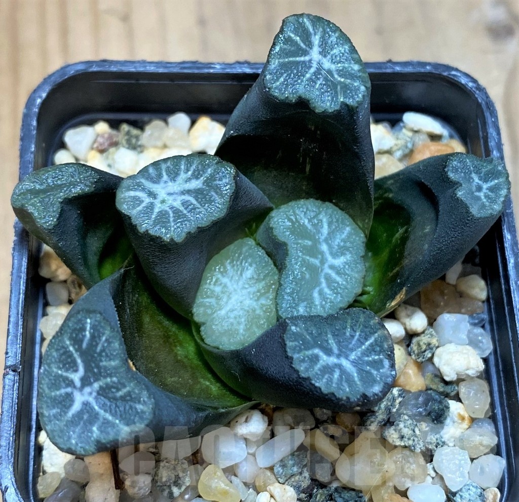 SH24925 Haworthia maughanii -Japan- - Image 2