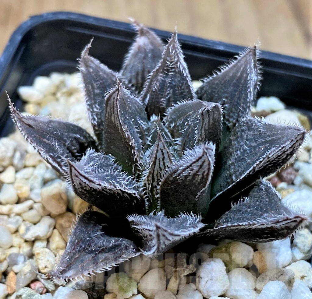 SH24926 Haworthia cooperi v. venusta hybrid - Image 2