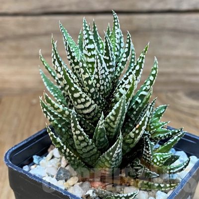 SH24927 Haworthia fasciata 'Alba'