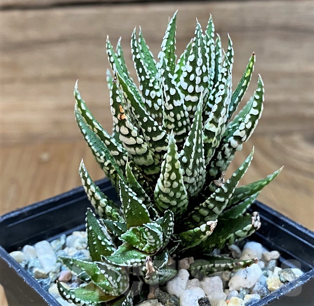 SH24927 Haworthia fasciata 'Alba' - Image 2