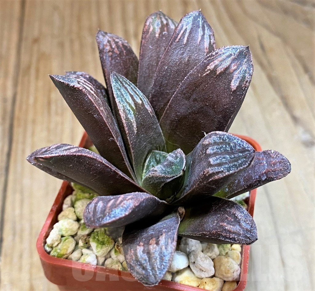 SH24930 Haworthia maughanii x splendens - Image 2