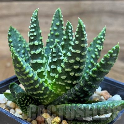 SH24934 Haworthia pumila 'Donut' SH, seedling