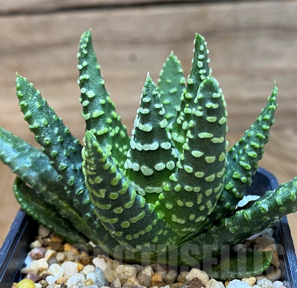 SH24934 Haworthia pumila 'Donut' SH, seedling - Image 2