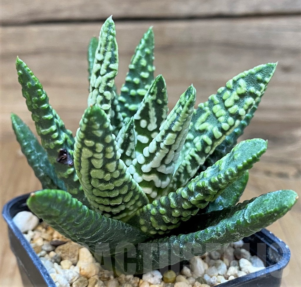 SH24935 Haworthia pumila 'Donut' SH, seedling - Image 2