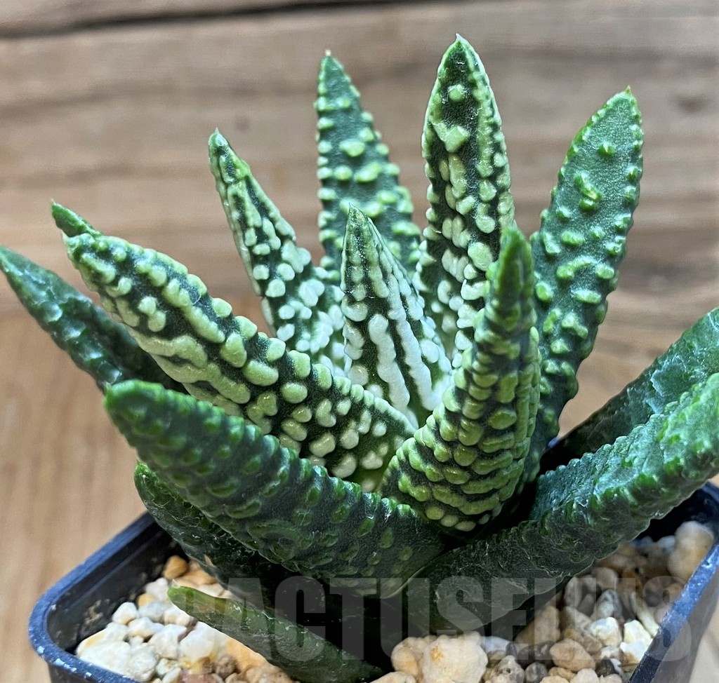SH24935 Haworthia pumila 'Donut' SH, seedling