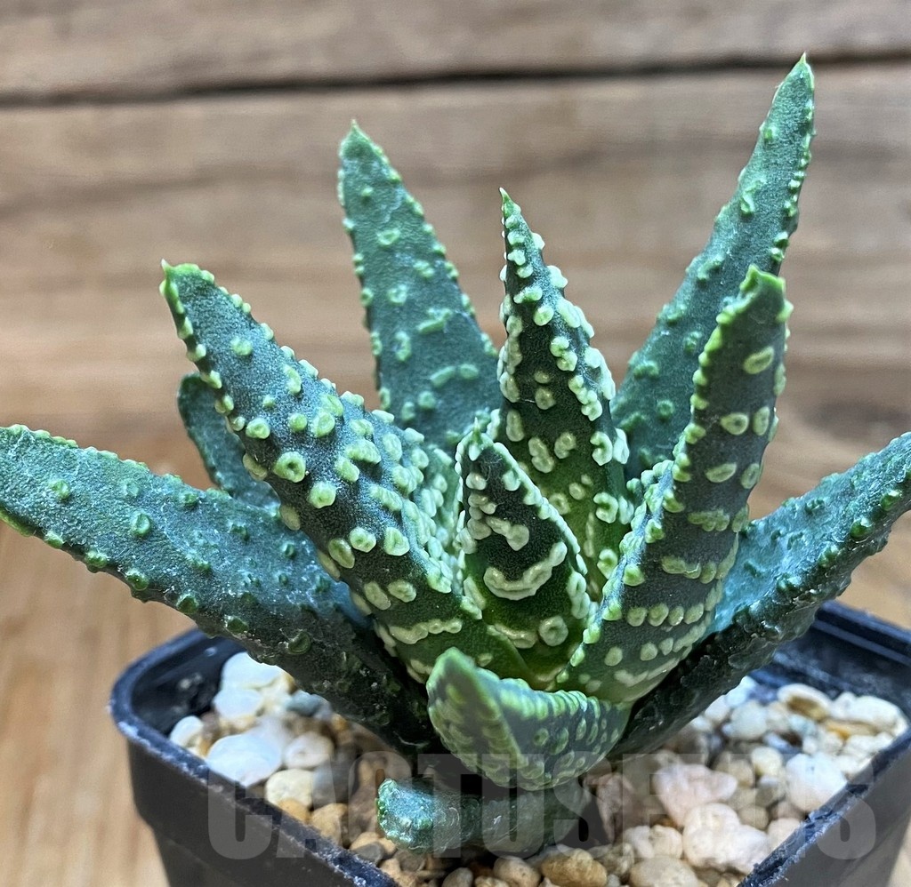 SH24936 Haworthia pumila 'Donut' SH, seedling - Image 2