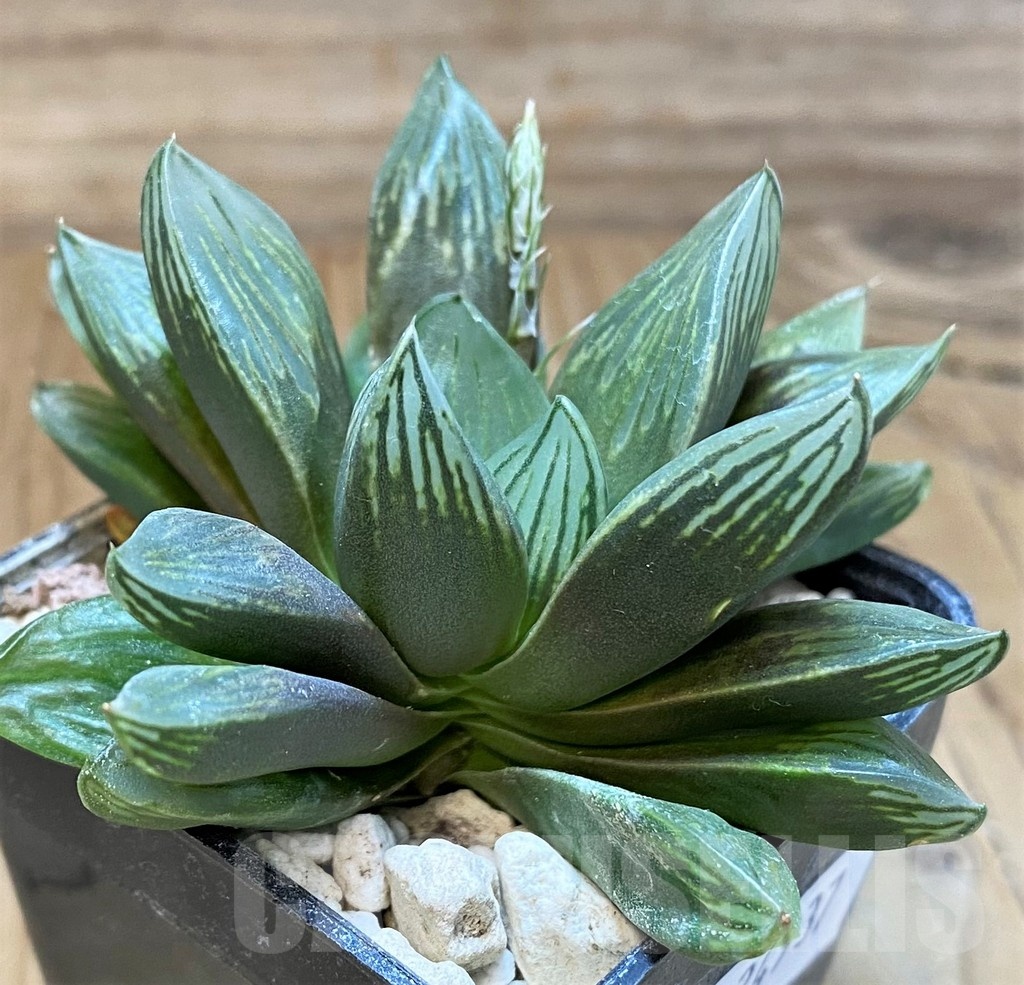 SH24937 Haworthia obtusa 'Black star' - Image 2
