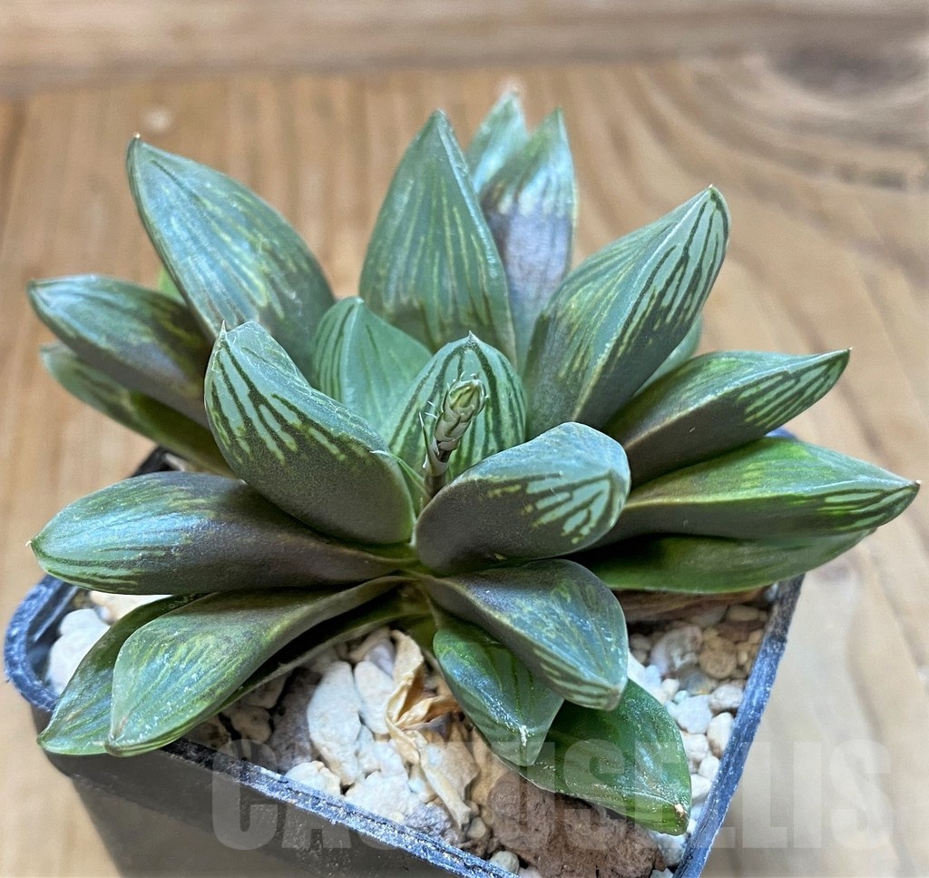 SH24937 Haworthia obtusa 'Black star' - Image 3