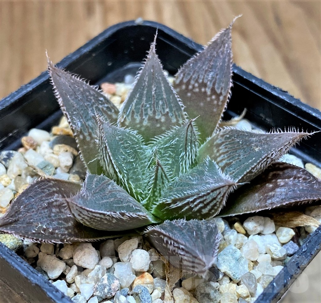 SH24941 Haworthia cooperi v. venusta hybrid - Image 2