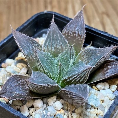 SH24941 Haworthia cooperi v. venusta hybrid