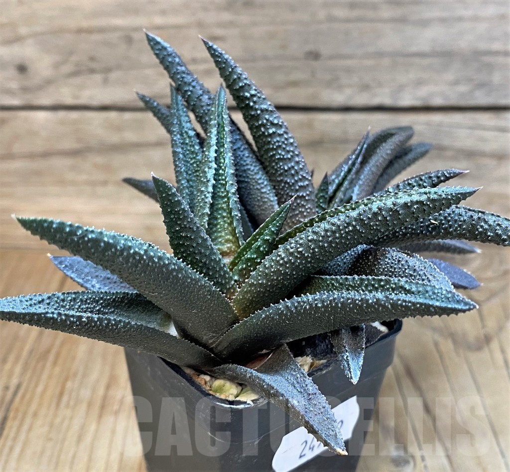 SH24942 Haworthia scabra x koelmaniorum - Image 2