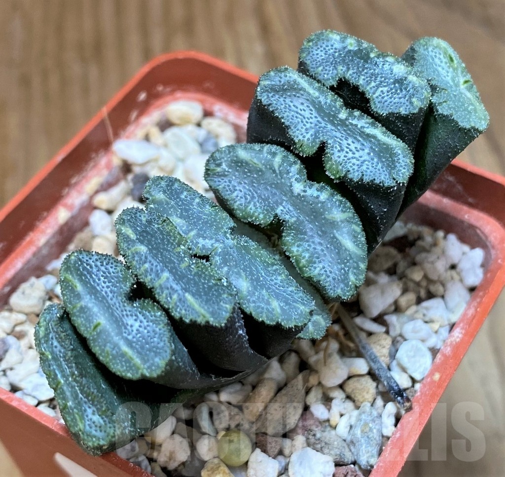 SH24944 Haworthia truncata -Japan-