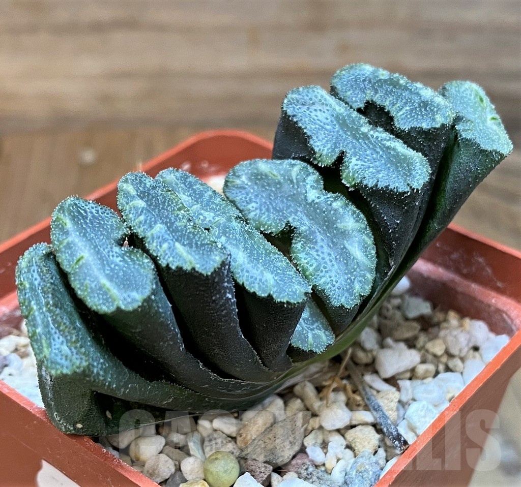SH24944 Haworthia truncata -Japan- - Image 2