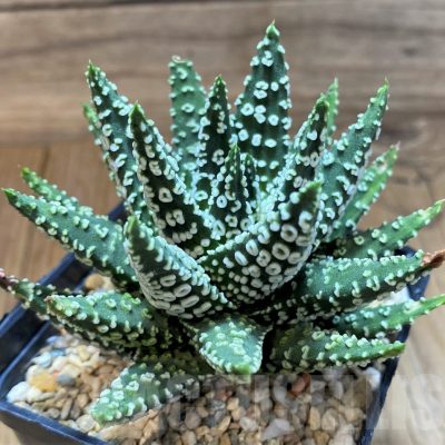 SH24946 Haworthia pumila 'Donut'