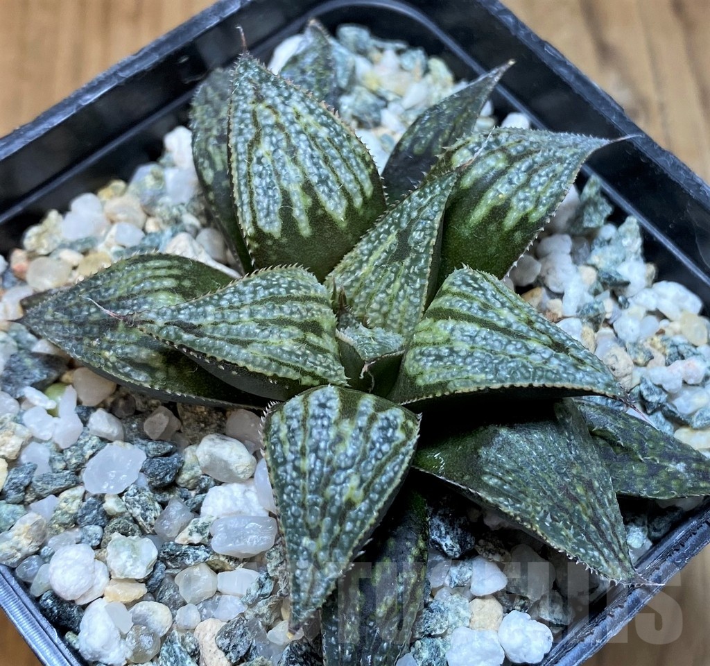 SH24948 Haworthia splendens hybrid - Image 2