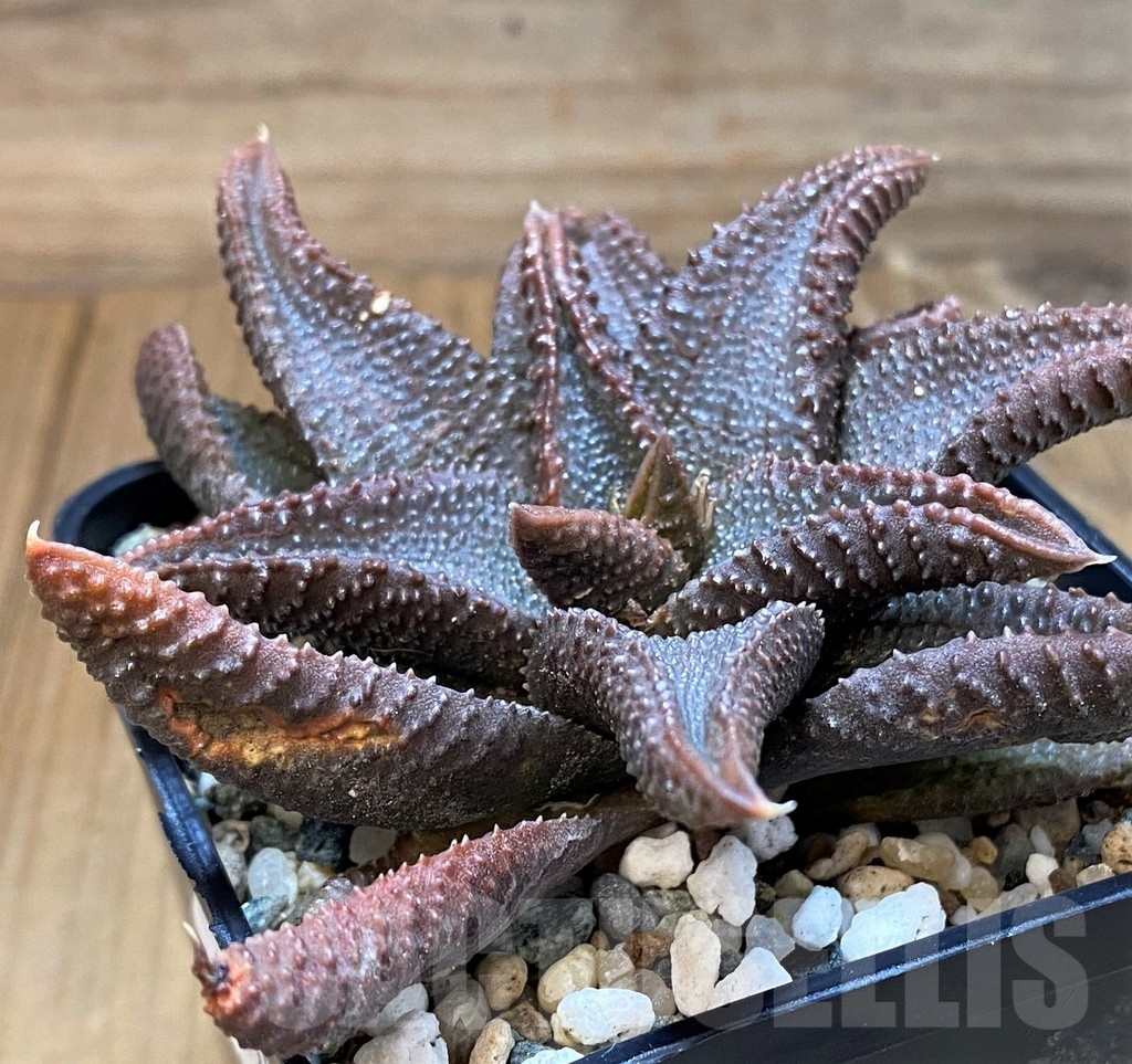 SH24950 Haworthia koelmaniorum - Image 2