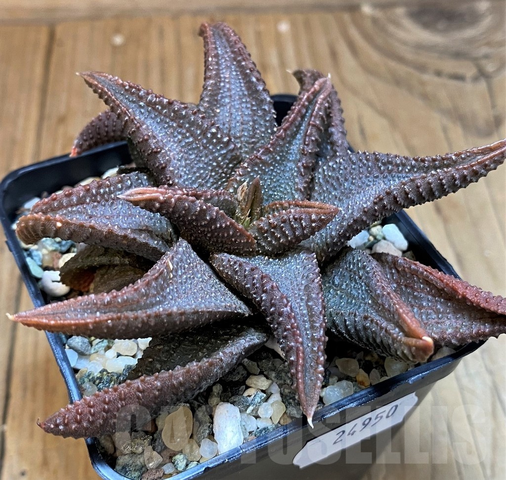 SH24950 Haworthia koelmaniorum - Image 3