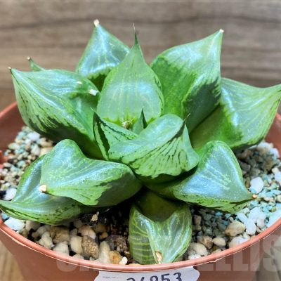 SH24953 Haworthia comptoniana ‘Urahannya’