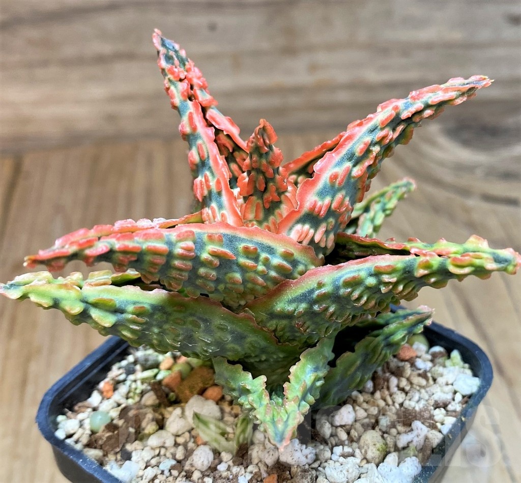 SH24898 Aloe TCT hybrid