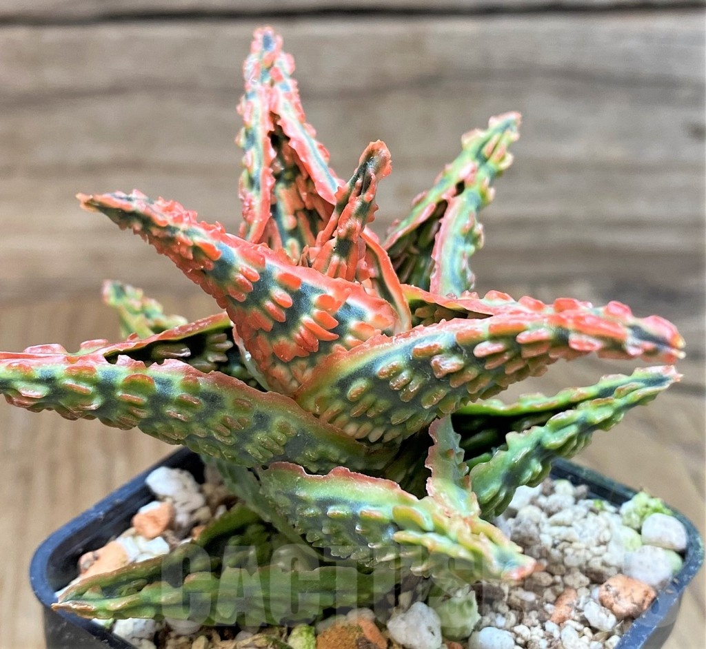 SH24898 Aloe TCT hybrid - Image 2