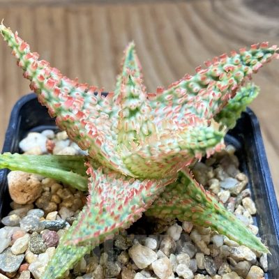 SH24900 Aloe TCT hybrid