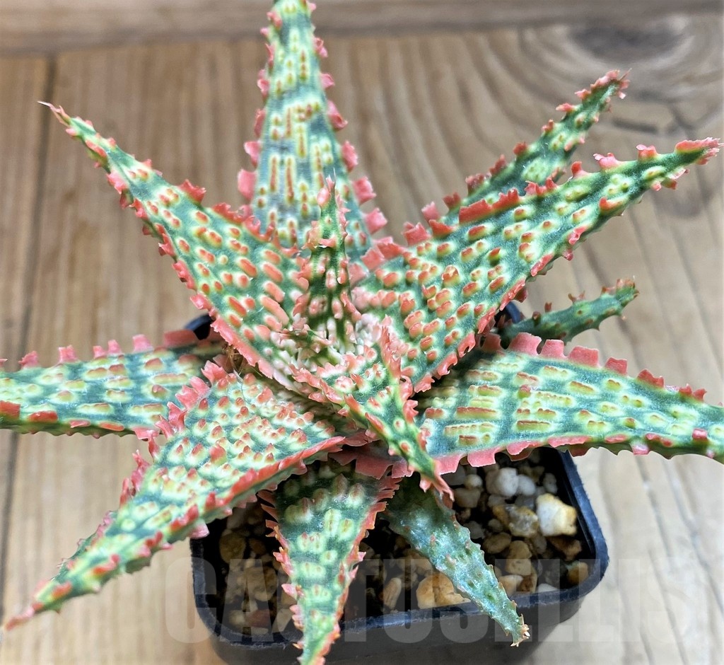 SH24902 Aloe TCT hybrid - Image 2
