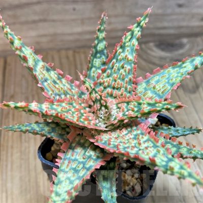 SH24902 Aloe TCT hybrid
