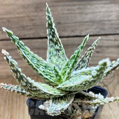 SH24903 Aloe TCT hybrid