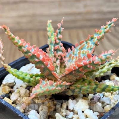 SH24905 Aloe TCT hybrid