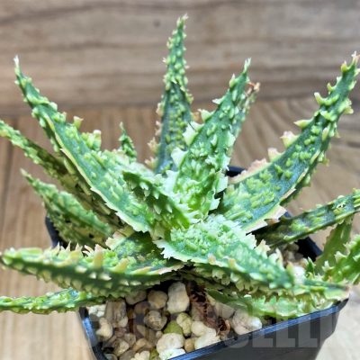 SH24907 Aloe TCT hybrid