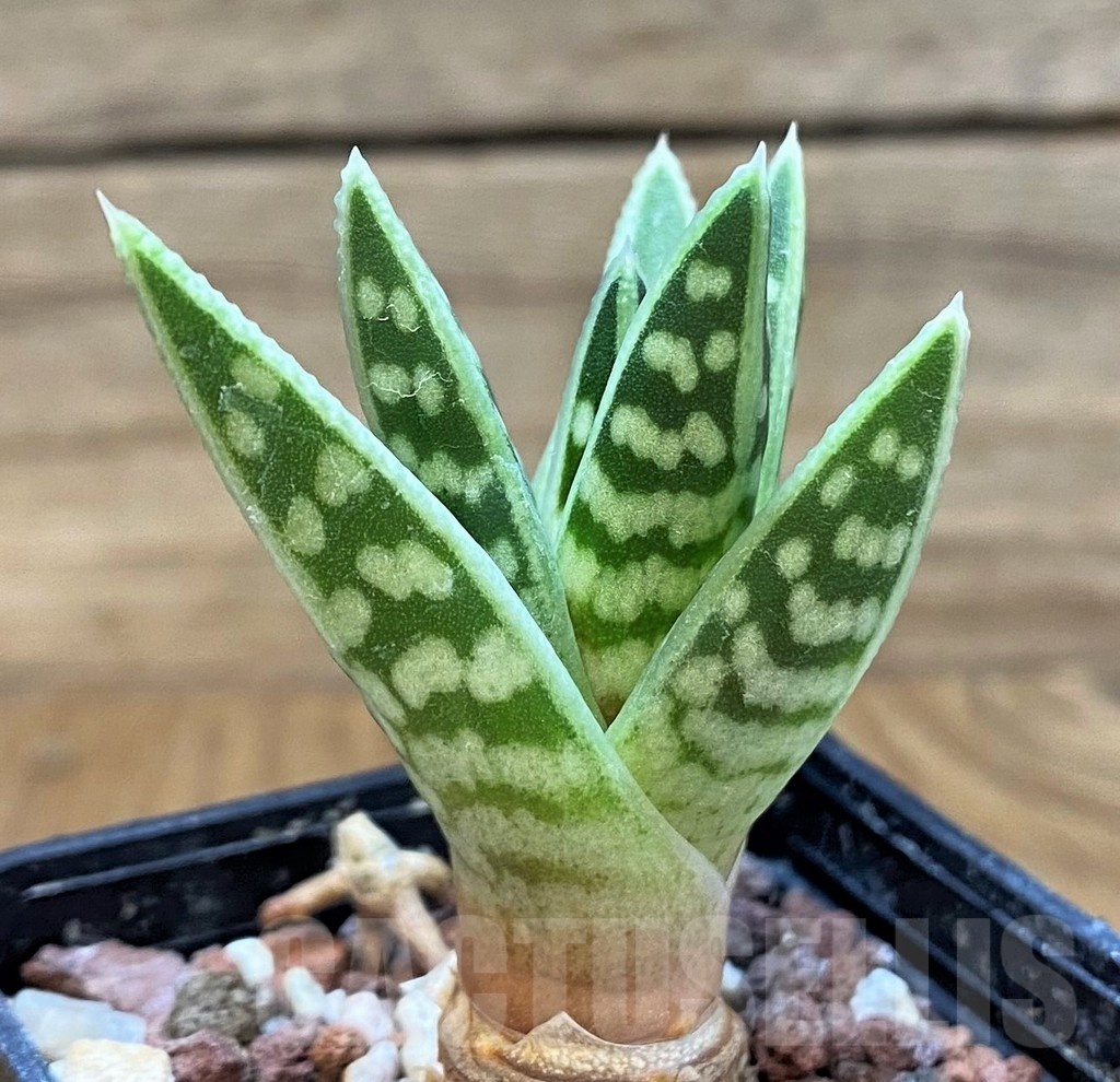 SH24909 Aloe variegata - Image 2