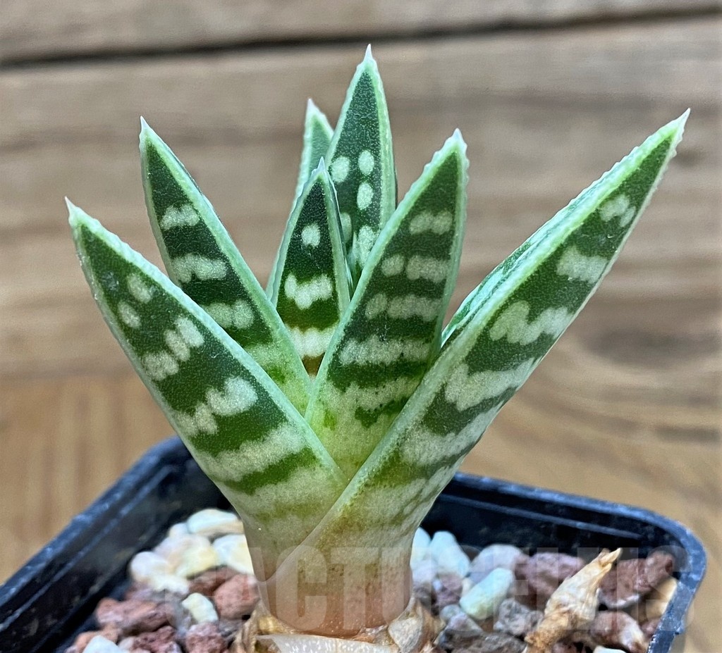 SH24909 Aloe variegata
