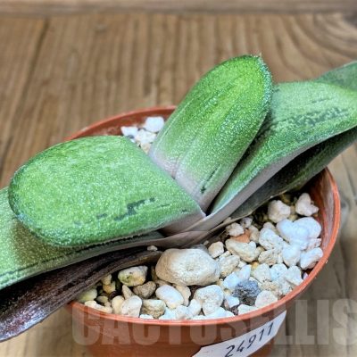 SH24911 Gasteria 'Little Warty' hybrid