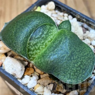 SH16916 Gasteria armstrongii hybrid, seedling